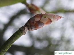 Attēlu rezultāti vaicājumam “Aesculus flava bud”