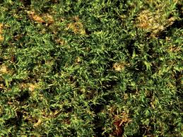 Attēlu rezultāti vaicājumam “Plagiothecium latebricola”