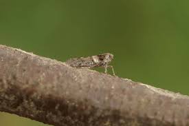 Attēlu rezultāti vaicājumam “Cixius sp.”