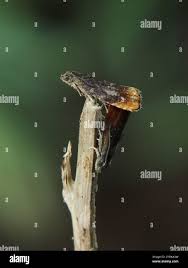 Attēlu rezultāti vaicājumam “Pammene rhediella”