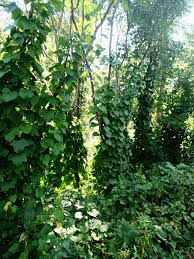 Attēlu rezultāti vaicājumam “Menispermum dauricum”