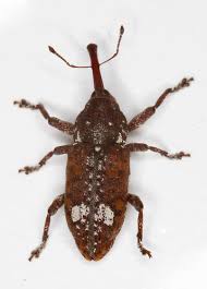 Attēlu rezultāti vaicājumam “Pissodes piniphilus”