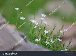 Attēlu rezultāti vaicājumam “Stellaria longifolia”