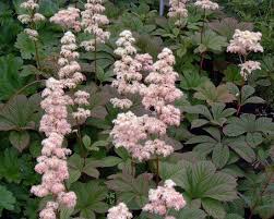 Image result for Rodgersia chocolate wings