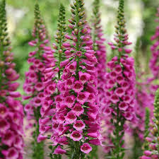 Image result for Digitalis purpurea