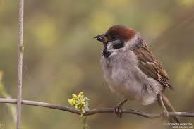 Image result for Passer montanus