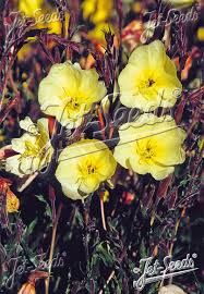 Image result for Oenothera odorata
