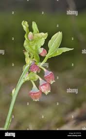 Attēlu rezultāti vaicājumam “Vaccinium myrtillus flower”