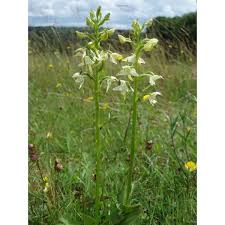 Attēlu rezultāti vaicājumam “Platanthera chlorantha”