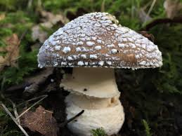 Attēlu rezultāti vaicājumam “Amanita excelsa”