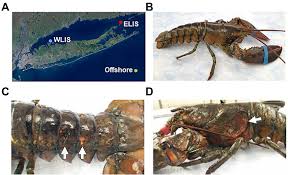 Image result for Homarus americanus