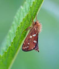Attēlu rezultāti vaicājumam “Phymatopus hecta”