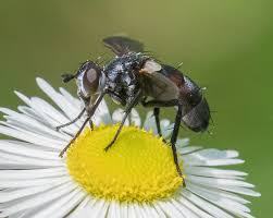 Attēlu rezultāti vaicājumam “Cylindromyia sp.”