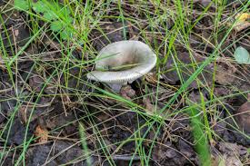 Attēlu rezultāti vaicājumam “Russula vesca”