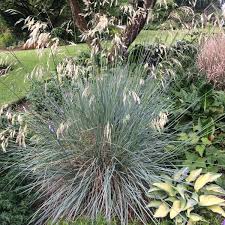 Attēlu rezultāti vaicājumam “Helictotrichon pratense leaf”