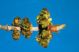 Attēlu rezultāti vaicājumam “Fraxinus pennsylvanica male flower”