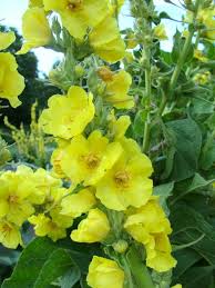 Image result for Verbascum phlomoides