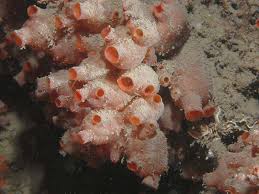 Attēlu rezultāti vaicājumam “Diderma subviridifuscum var. macrospora* sessile”