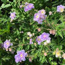 Image result for Geranium `Summer Skies`