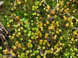 Attēlu rezultāti vaicājumam “Physcomitrium pyriforme”