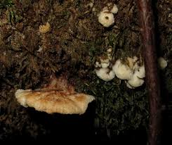 Attēlu rezultāti vaicājumam “Sarcoporia polyspora”