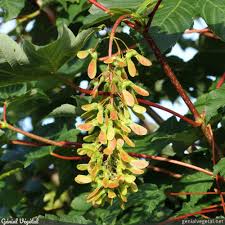 Attēlu rezultāti vaicājumam “Acer pseudoplatanus fruit”