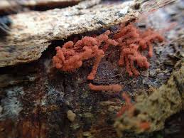 Attēlu rezultāti vaicājumam “Arcyria affinis macro”