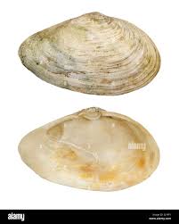 Attēlu rezultāti vaicājumam “Mya arenaria”