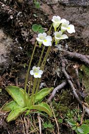 Attēlu rezultāti vaicājumam “Pinguicula alpina flower”