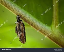 Attēlu rezultāti vaicājumam “Psyche casta larva”