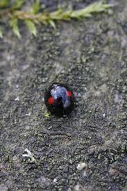 Attēlu rezultāti vaicājumam “Chilocorus renipustulatus”