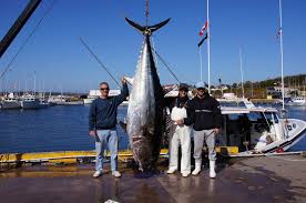 Image result for giant tuna