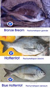 Image result for Pachymetopon grande