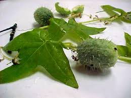 Attēlu rezultāti vaicājumam “Echinocystis lobata fruit”