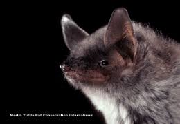 Attēlu rezultāti vaicājumam “Myotis sp.”