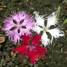 Image result for Dianthus superbus