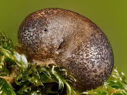 Attēlu rezultāti vaicājumam “Lycogala confusum macro”