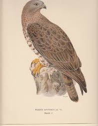 Image result for Pernis apivorus