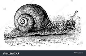 Attēlu rezultāti vaicājumam “Helix pomatia”