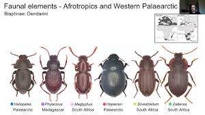 Attēlu rezultāti vaicājumam “Tenebrionidae”