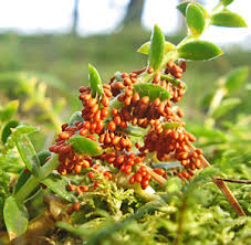 Attēlu rezultāti vaicājumam “Lycogala ustulatum sessile”