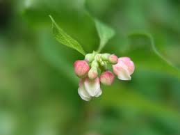 Attēlu rezultāti vaicājumam “Symphoricarpos albus flower”