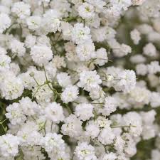 Attēlu rezultāti vaicājumam “Gypsophila paniculata”