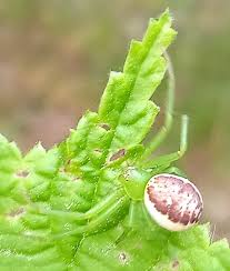 Attēlu rezultāti vaicājumam “Diaea dorsata”