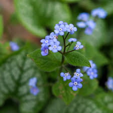 Image result for Brunnera `Jack Frost`