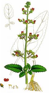 Attēlu rezultāti vaicājumam “Scrophularia umbrosa flower”