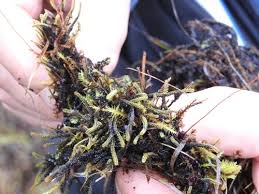 Attēlu rezultāti vaicājumam “Paludella squarrosa”