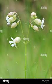 Attēlu rezultāti vaicājumam “Silene vulgaris flower”