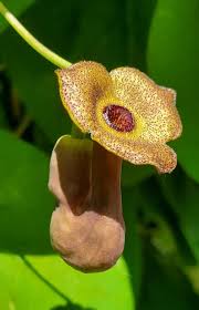 Attēlu rezultāti vaicājumam “Aristolochia durior flower”