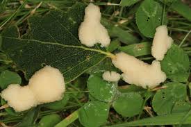 Attēlu rezultāti vaicājumam “Stemonitis pallida”